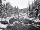 Snowy forest