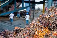 Palm oil