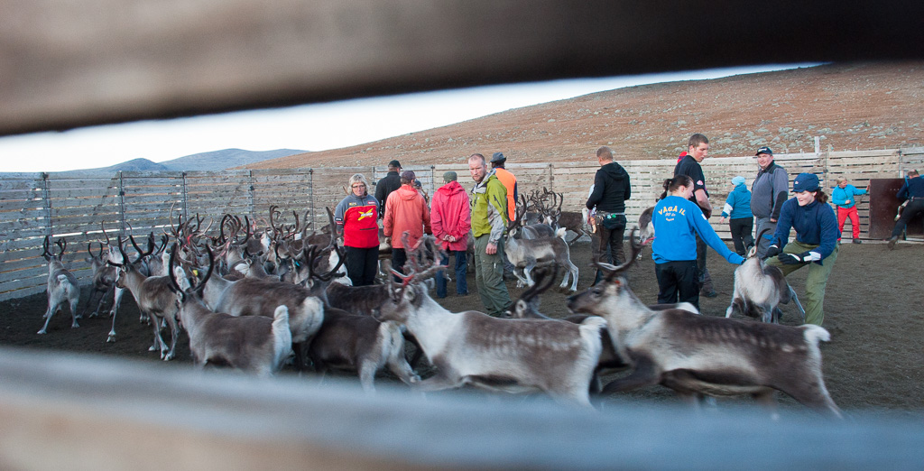 Reinsanking på Valdresflya