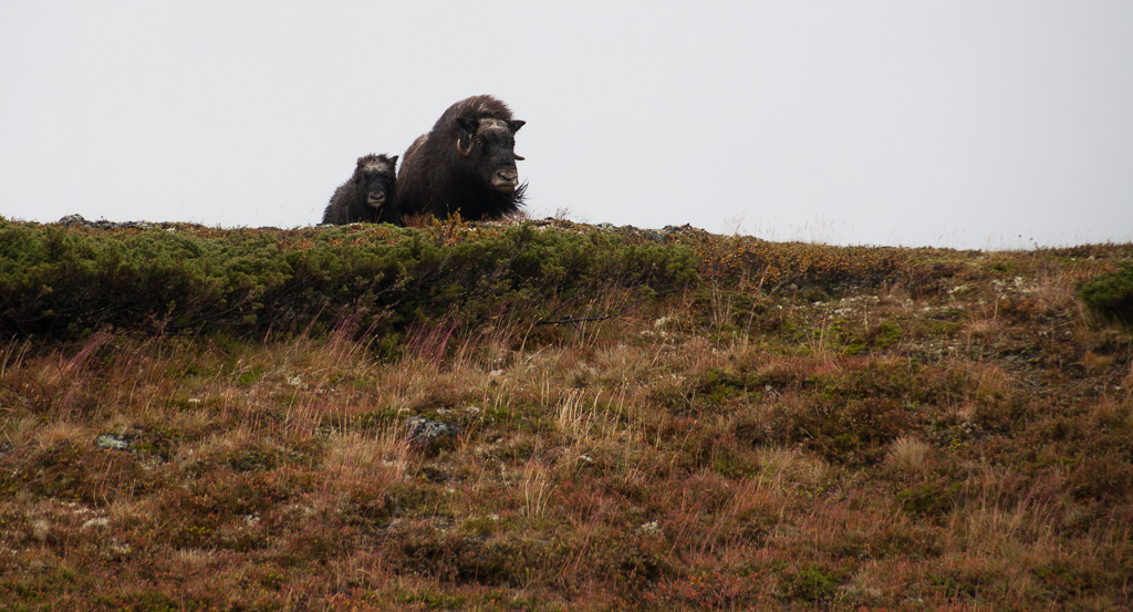 Dovre