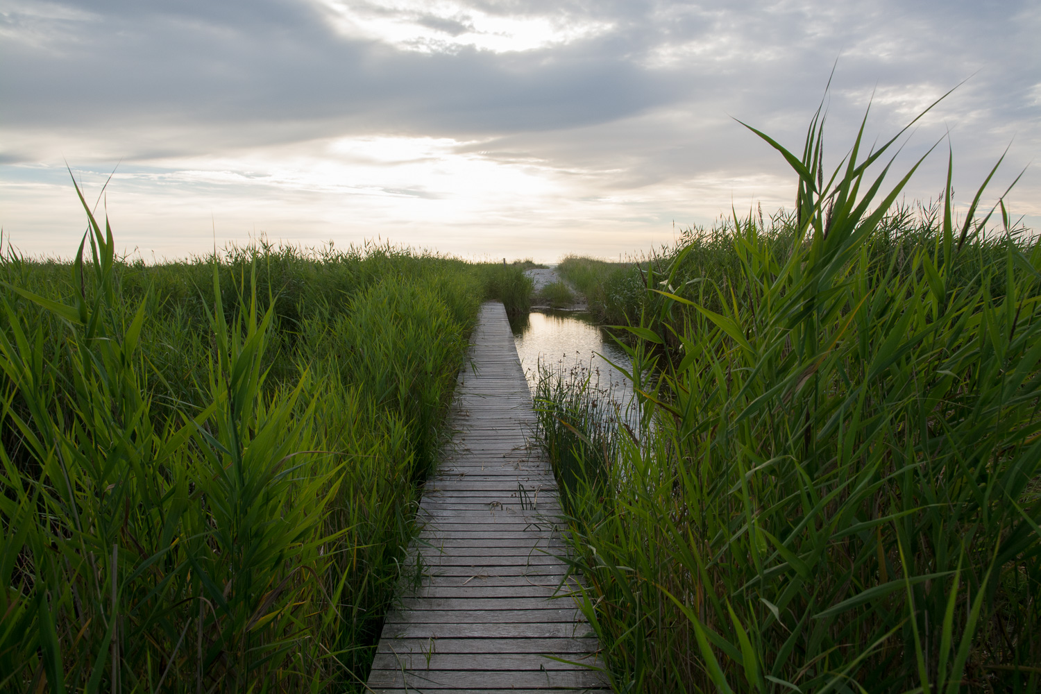 Læsø