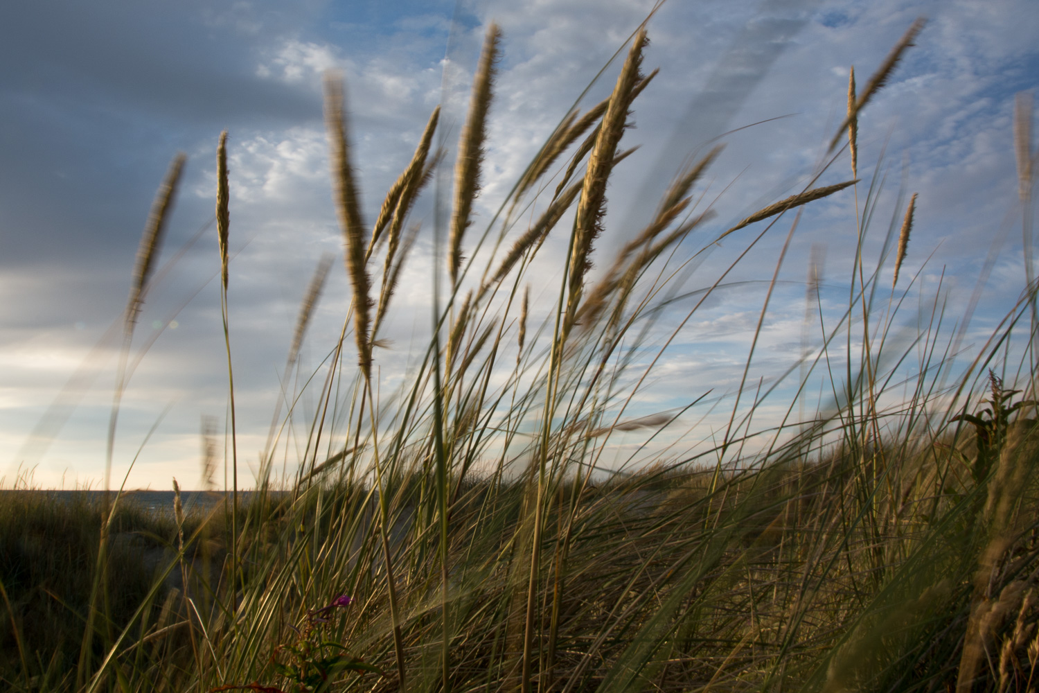 Læsø