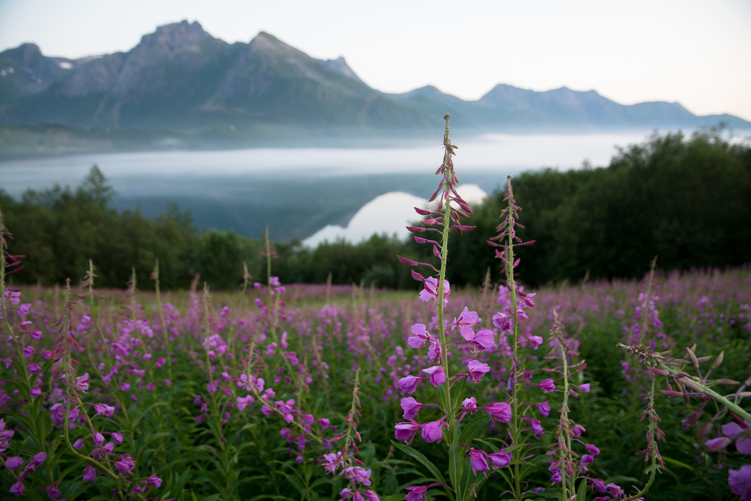 Utsikt mot Holandsfjorden // Near midnight by Holandsfjorden