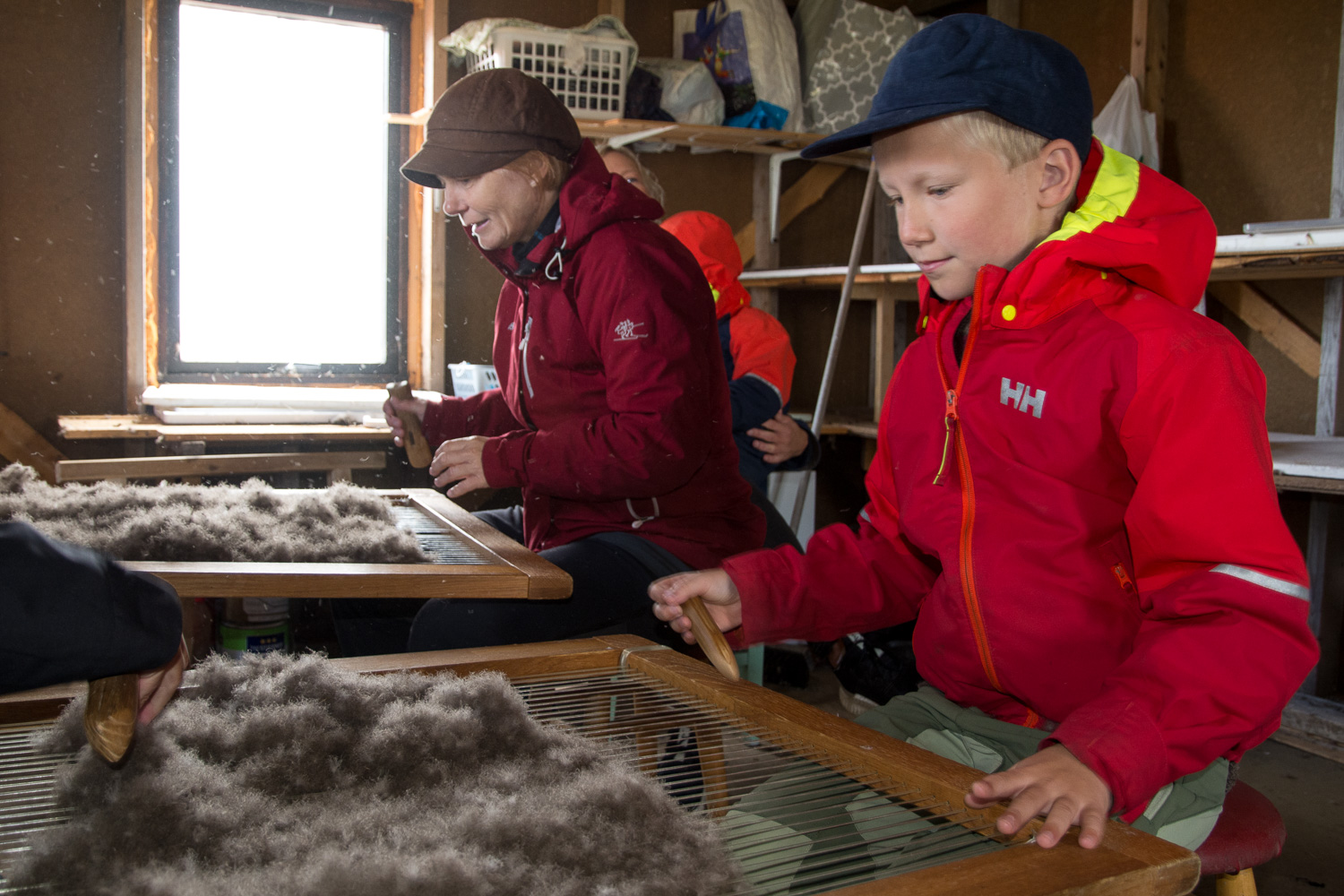 Tradisjonell harping (rensing) av edderdun fra ærfulg, på Lånan //Cleaning eiderdown, Lånan