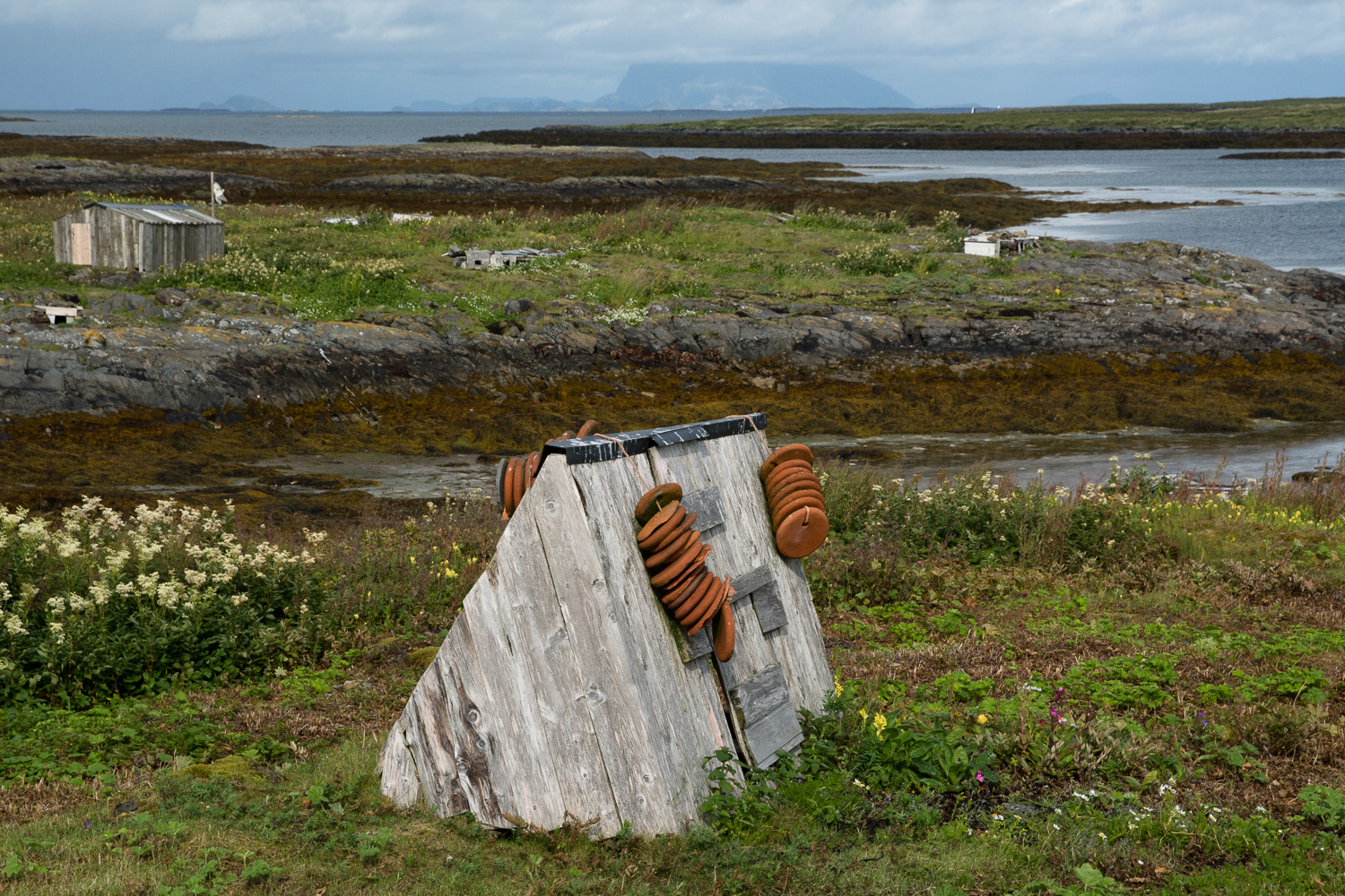 Ærfuglreir, Dønna i bakgrunnen // Eider duck nests