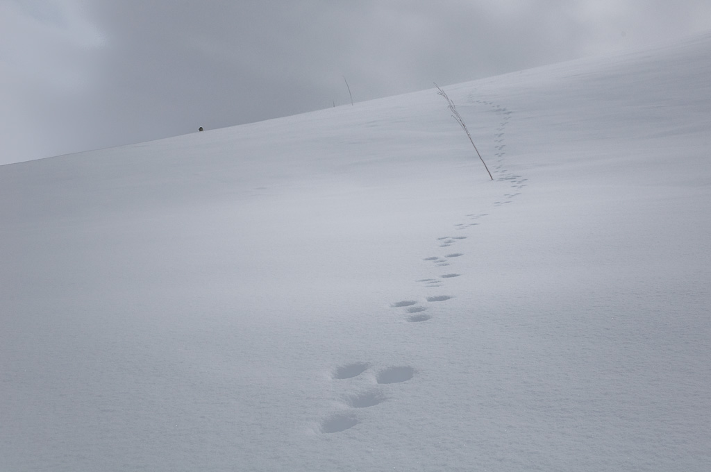 Harespor i nysnø