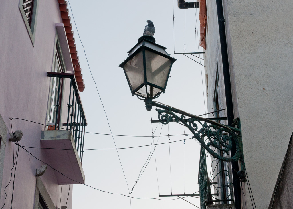Lamp and pigeon
