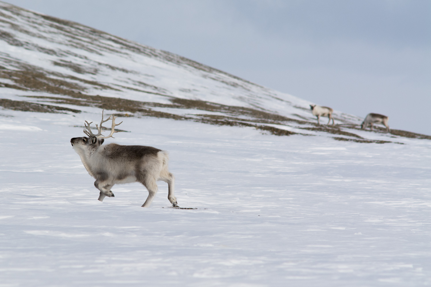 Svalbardrein // Svalbard reindeer